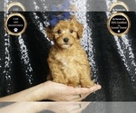 Small #7 Poodle (Toy)