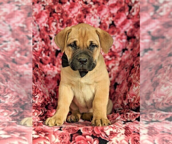 Medium Photo #3 Boerboel Puppy For Sale in NOTTINGHAM, PA, USA