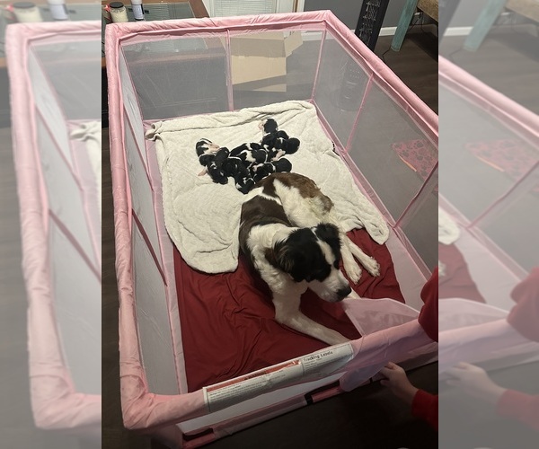 Medium Photo #1 Saint Bernewfie Puppy For Sale in HARTFORD CITY, IN, USA