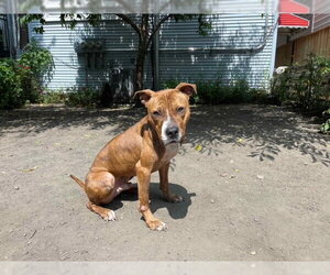 Raphael - Male Mutt Dog for Adoption - Photo #17