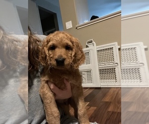 Goldendoodle Puppy for sale in MANTECA, CA, USA