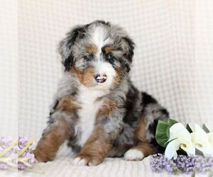 Mal-Shi Puppy for sale in GORDONVILLE, PA, USA