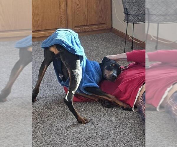 Medium Photo #4 Doberman Pinscher Puppy For Sale in Buffalo, MN, USA