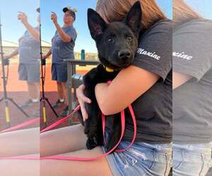 Splash - Female Chow Chow-Unknown Mix Dog for Adoption - Photo #2