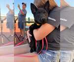 Small Photo #2 Chow Chow-Unknown Mix Puppy For Sale in Visalia, CA, USA