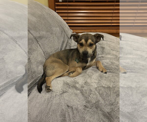 Medium Photo #1 American Pit Bull Terrier-Siberian Husky Mix Puppy For Sale in Springdale, PA, USA