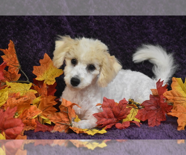 Medium Photo #1 Bichpoo Puppy For Sale in ELDORADO, OH, USA