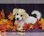 Image preview for Ad Listing. Nickname: Mickey