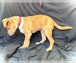 Small #2 Catahoula Leopard Dog Mix