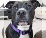 Small #43 American Staffordshire Terrier Mix