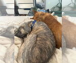 Small #1 Great Dane Mix