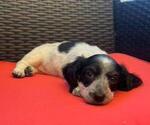 Puppy Sadie Dachshund