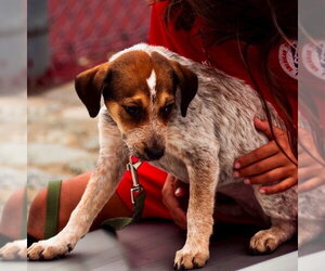 Autumn - Female Mutt Dog for Adoption - Photo #6