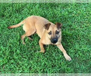 Chihuahua-Unknown Mix Dogs for adoption in Minneapolis, MN, USA