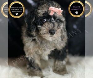 Goldendoodle (Miniature) Puppy for sale in WARSAW, IN, USA