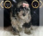 Small Goldendoodle (Miniature)