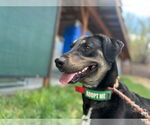Small #3 Labrador Retriever Mix