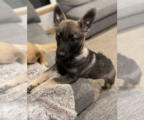 Medium Photo #4 German Shepherd Dog-pomeranian spitz Mix Puppy For Sale in Princeton, MN, USA