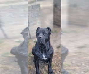 Father of the Cane Corso puppies born on 08/14/2025