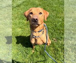 Small #1 Labrador Retriever Mix