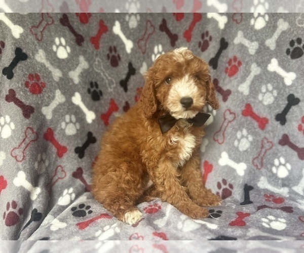 Medium Photo #4 Cavapoo Puppy For Sale in LAKELAND, FL, USA