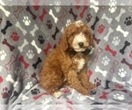Small #3 Cavapoo