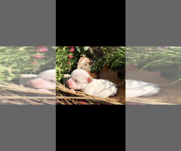 Medium Photo #7 Chihuahua Puppy For Sale in SHERMAN, TX, USA