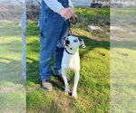 Small #12 Lab-Pointer