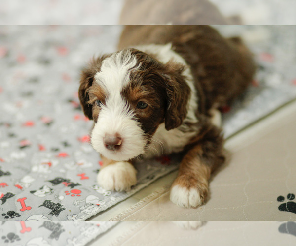Medium Photo #12 Bernedoodle Puppy For Sale in ELDRIDGE, IA, USA