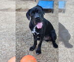 Small #4 Mastiff