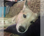Small #1 German Shepherd Dog-Siberian Husky Mix