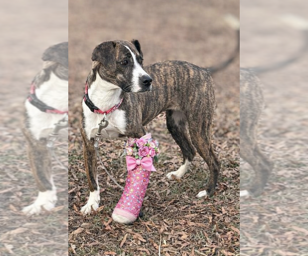 Medium Photo #1 Mutt Puppy For Sale in Mooresville, NC, USA