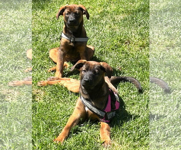 Medium Photo #3 German Shepherd Dog-Unknown Mix Puppy For Sale in San Diego, CA, USA