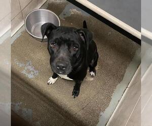 Mutt Dogs for adoption in Stockton, CA, USA