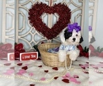 Small Photo #3 YorkiePoo Puppy For Sale in MORRIS CHAPEL, TN, USA