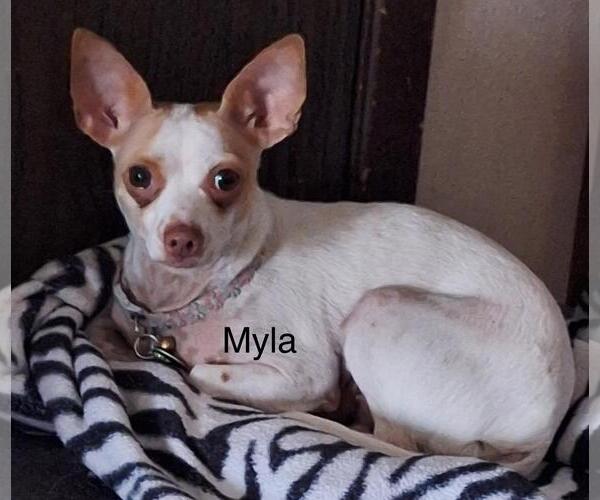 Medium Photo #1 Chihuahua-Unknown Mix Puppy For Sale in Colorado Springs, CO, USA