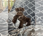 Puppy Puppy 4 Axel Schnauzer (Miniature)