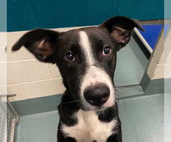 Medium Photo #2 Labrador Retriever-Unknown Mix Puppy For Sale in Raleigh, NC, USA