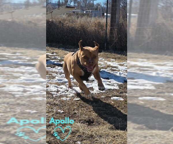 Medium Photo #3 American Staffordshire Terrier-Boxer Mix Puppy For Sale in Monte Vista, CO, USA