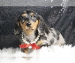 Puppy Little Odin AKC Dachshund