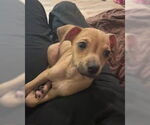 Small #3 Chihuahua Mix