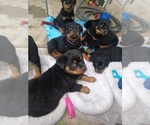 Small Photo #5 Rottweiler Puppy For Sale in NIPOMO, CA, USA