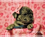 Small Photo #5 Jug-Pug Mix Puppy For Sale in LIBERTY, KY, USA