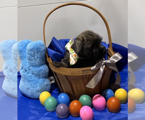 Medium Photo #1 Cairn Terrier Puppy For Sale in HASTINGS, NE, USA