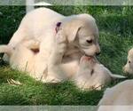 Small Photo #7 Labrador Retriever Puppy For Sale in WARSAW, OH, USA
