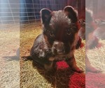 Small Photo #18 German Shepherd Dog Puppy For Sale in COWGILL, MO, USA