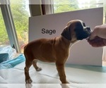 Small Photo #35 Boxer Puppy For Sale in EUREKA, IL, USA
