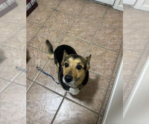 Pembroke Welsh Corgi-Unknown Mix Dogs for adoption in Oak Bluffs, MA, USA