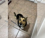 Small Pembroke Welsh Corgi Mix