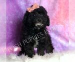 Small #4 Goldendoodle (Miniature)